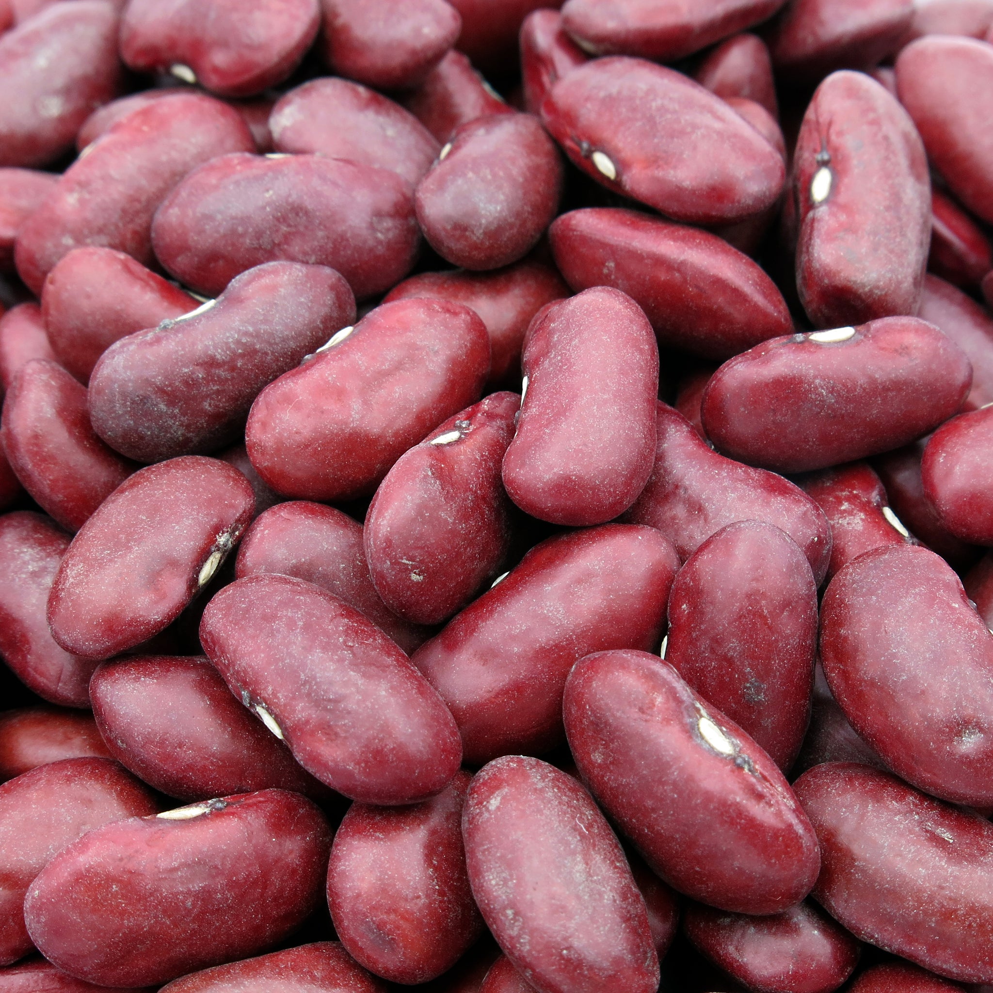 Fagioli rossi BIO